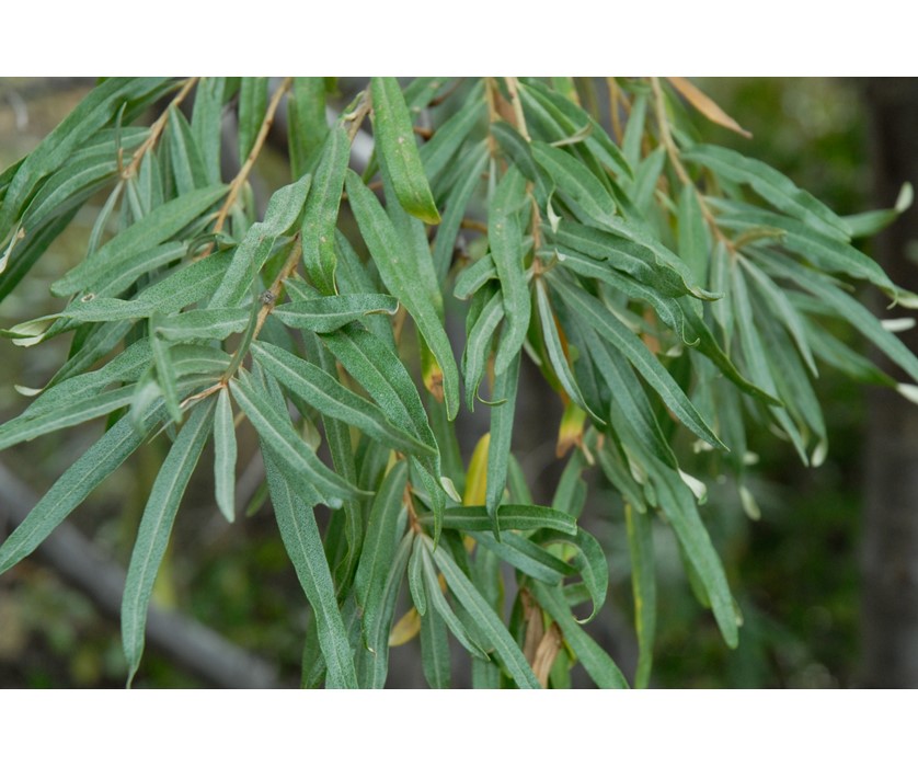 Common Sea Buckthorn